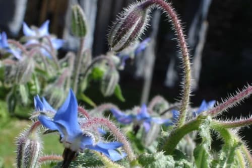 Delicate blue borage flowers with fuzzy green stems at Clos des Moulins, a charming bed and breakfast in Poitiers, France.