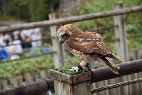 Petit hibou brun perché sur une rampe en bois à La Maison D'olivier B&B à Mesnard La Barotière