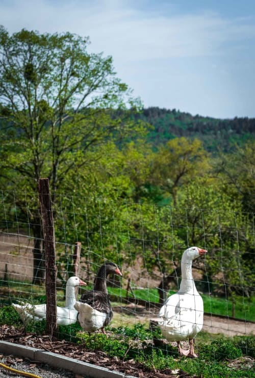grand-gite-campagne-calme-rabastens-toulouse