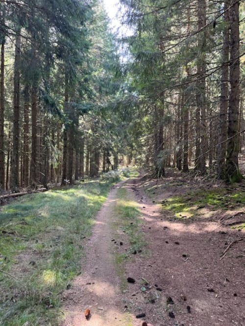 Waldspaziergang