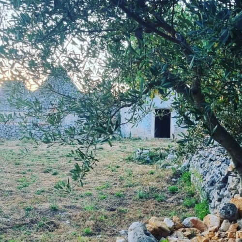 Rustico edificio in pietra circondato da ulivi e paesaggio arido a CorteLirice Paradiso in Italia