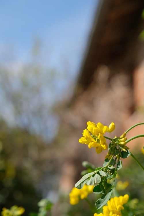 Bright yellow flowers blooming at Maison Monsieur Léger in Montaut, France