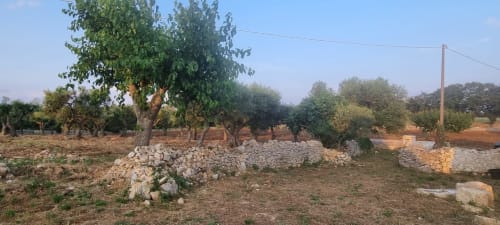 Giardino rurale mediterraneo con muri in pietra, ulivi e alberi da frutto a CorteLirice Paradiso, Italia