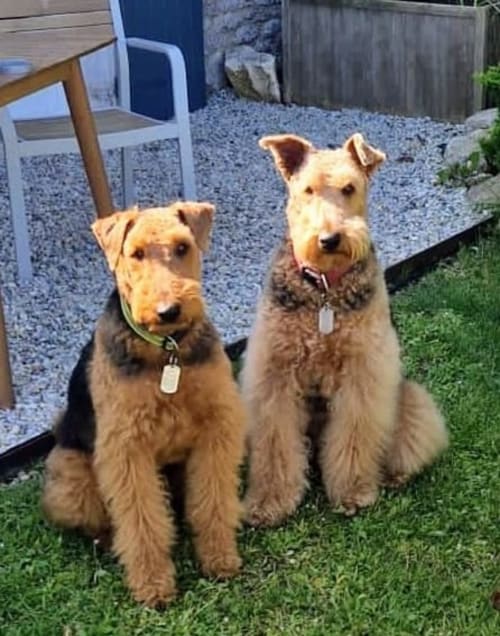 Convient aux chiens, Les chiens sont les bienvenus