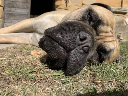 Le Domaine du Got, Gîte à louer acceptant les animaux.