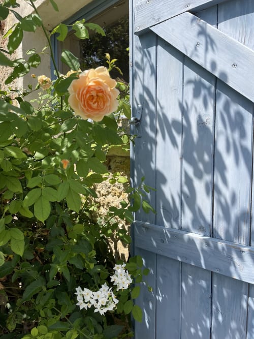 Peach rose and white flowers blooming near blue wooden door at Maison Monsieur Léger, Montaut