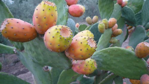 Frutti maturi di fichi d'India giallo-arancio che crescono a Leuca, Italia