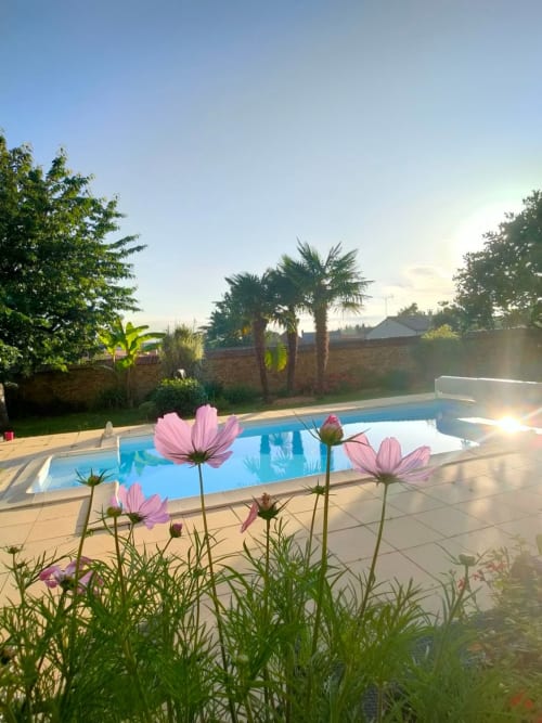 Des cosmos roses s'épanouissent près de la piscine de La Maison D'olivier, gîte à Mesnard la Barotière, France