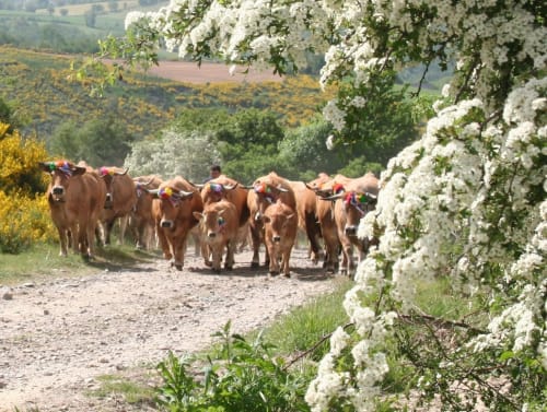 transhumance, Laguiole,  Borie de noel, Chambre d'hote horrizon Aubrac, Aubrac, Aveyron,  