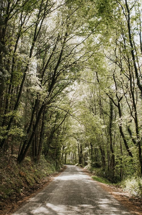 Gîtes du Bulz - Gîtes de charme, en pleine forêt entre la Baie de Morlaix et les Monts d’Arrée (Finistère, Bretagne) près de Carantec, Roscoff, Locquirec, Plougasnou, Ile de Batz, Huelgoat - Pleyber-Christ 29
