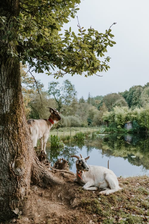 Gîtes du Bulz - Gîtes de charme, en pleine forêt entre la Baie de Morlaix et les Monts d’Arrée (Finistère, Bretagne) près de Carantec, Roscoff, Locquirec, Plougasnou, Ile de Batz, Huelgoat - Pleyber-Christ 29