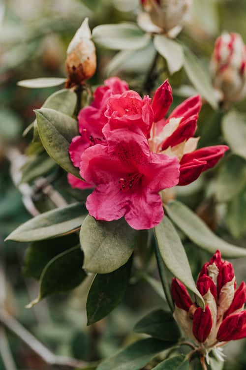 Magnifiques rhododendrons magenta en fleurs aux Gites du Bulz, gîte à Pleyber-Christ, France