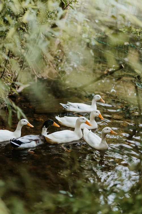 GITES DU BULZ, Rendez visite à nos canards