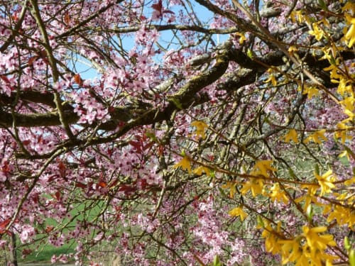 Les premières fleurs de l'année sont à ravir !