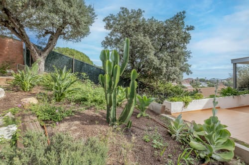 jardin, cactus, plantes tropicales