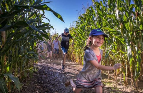 Des enfants courent dans un labyrinthe de maïs à La Maison D'Olivier, un gîte familial à Mesnard La Barotière, France