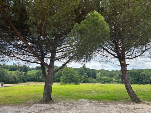 vue sur les pinèdes du château Erigoye près de Bordeaux 
