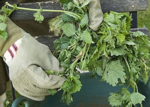 Hand harvesting fresh herbs at Clos des Moulins B&B garden in Poitiers, France
