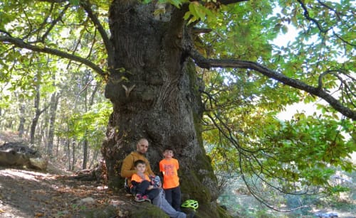 Árboles singulares