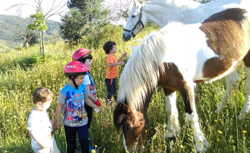 Caballos en libertad 