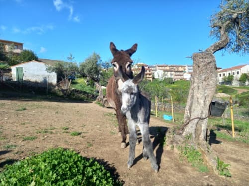 Granja de burritos