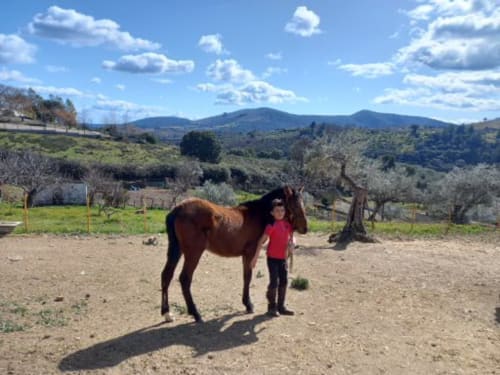 Caballos