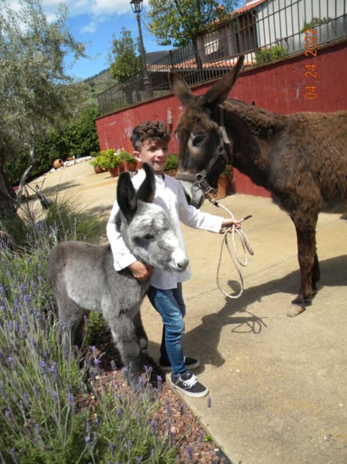 Alojamiento con animales