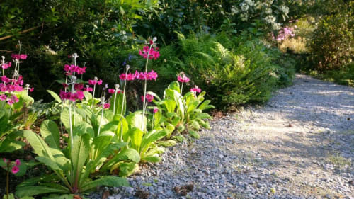 primulas in woodland garden at kilmokea
