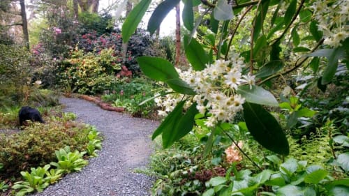 woodland garden blooms