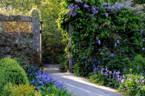 wisteria in walled garden