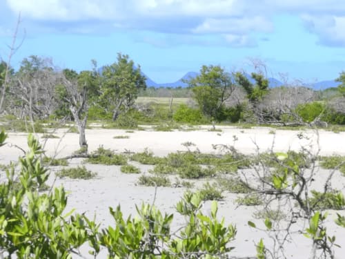 Savane des Pétrifications à Sainte-Anne, sud de la Martinique : un paysage lunaire figé dans le temps, formations rocheuses évoquant le mystère géologique de l'île