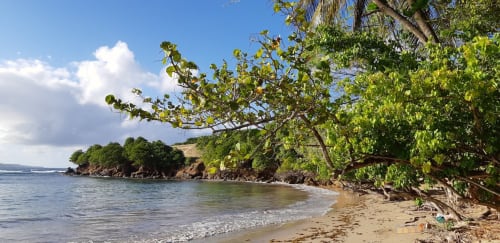 Plage aux Antilles : Sable fin caressé par les vagues turquoises, palmiers ou raisiniers de mer se penchant gracieusement, une invitation à la quiétude sous le soleil tropical