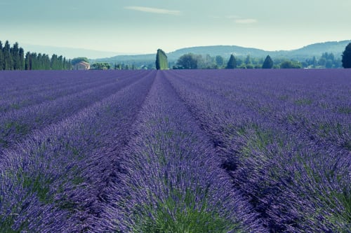 champ de lavande provence à proximité du mas des olivades