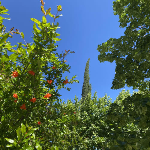 ciel bleu et végétation vue depuis le jardin du mas des olivades