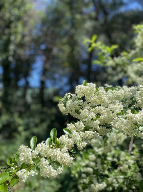 fleurs dans le jardin du mas des olivades à pernes les fontaines en provence