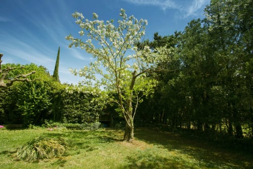 coin de verdure avec de grands arbres dans le jardin du mas des olivades, une villa en provence à pernes les fontaines