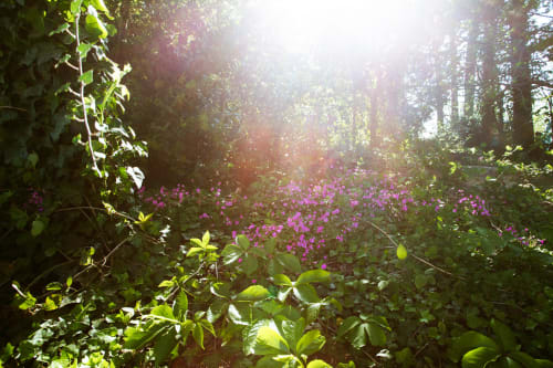 fleurs et soleil dans le jardin du mas des olivades à pernes les fontaines en provence
