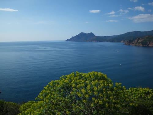 Paysage méditerranéen avec île rocheuse et végétation verte, vue côtière de Cap Corse