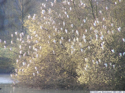 île du lac de Montréjeau avec sa faune