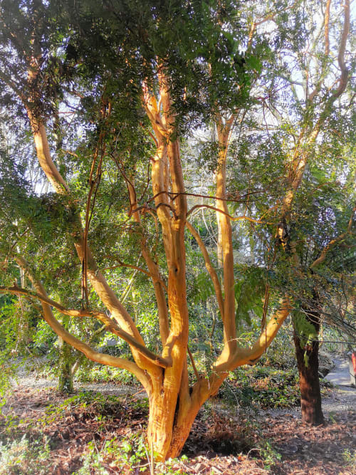 myrtle kilmokea woodland garden