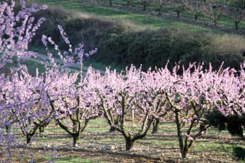 Les vergers à côté des Vergers de la Bouligaire maison d'hôtes avec gîtes et chambres d'hôtes