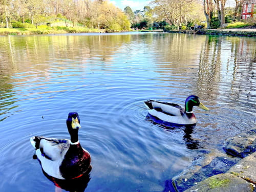 Two ducks swimming in calm water at Dee-8 Hotel, West Kirby Wirral with trees and riverside gardens in background