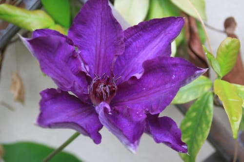 Clématite : fleur des Vergers de la Bouligaire