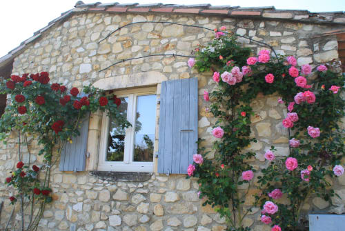 Les rosiers grimpants sur la façade du gîte chez Ginette & Pierrot
