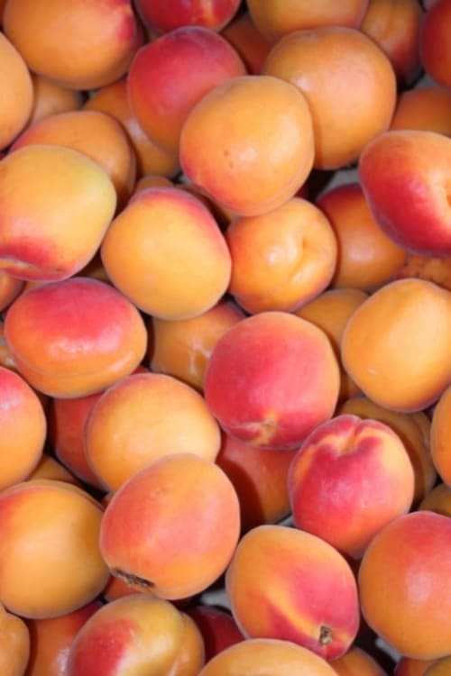 Les abricots BIO produits dans les vergers  des Vergers de la Bouligaire