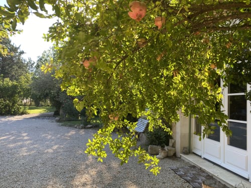 Arbre ensoleillé avec des grenades suspendues au-dessus d'une allée en gravier près d'une porte au Mas des Olivades, une villa à Pernes-les-Fontaines, en Provence, France.