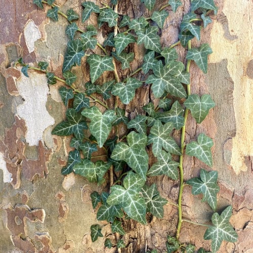 lière sur un arbre à l'extérieur du mas