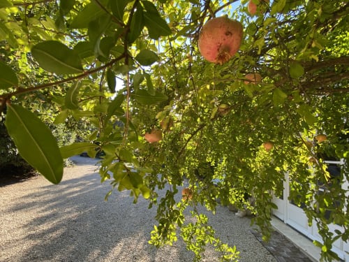 arbres fruitiers dans le jardin du mas des olivades