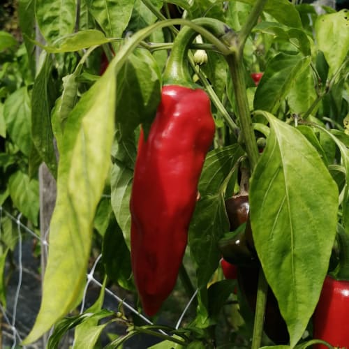 Piment d'Espelette 