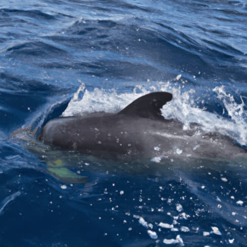 Observação de golfinhos durante um passeio de barco em Angra do Heroísmo